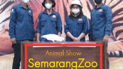 Promo Akhir Pekan, Tiket Trial Animals Show Semarang Zoo