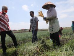 Produktivitas Bawang Merah Turun, Ganjar Dorong Pemulihan Lahan Pertanian