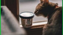 Cara Membuat Prompt AI